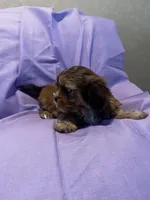 Benny Toy, a male Shih Tzu and Yorkshire Terrier for sale in Sheboygan, WI – Photo 2 of 10