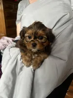 Steve, a male Shih Tzu and Yorkshire Terrier for sale in Milwaukee, WI – Photo 7 of 8