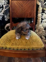 Steve, a male Shih Tzu and Yorkshire Terrier for sale in Milwaukee, WI – Photo 8 of 8