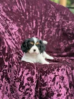 Akc lilly, a female Cavalier King Charles Spaniel for sale in Miami, FL – 3 of 6
