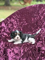 Akc lilly, a female Cavalier King Charles Spaniel for sale in Miami, FL – 2 of 6