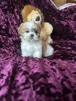 Lily, a female Shih Tzu for sale in Milwaukee, WI – Photo 3 of 5