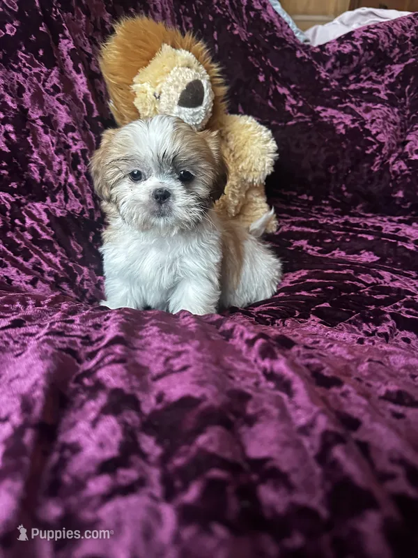 Lily – Shih Tzu puppy for sale in Milwaukee, WI