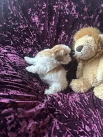 Lily, a female Shih Tzu for sale in Milwaukee, WI – Photo 4 of 5