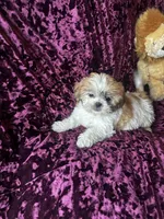 Lily, a female Shih Tzu for sale in Milwaukee, WI – Photo 5 of 5
