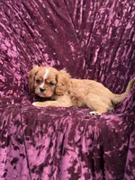 AKC RUBY, a female Cavalier King Charles Spaniel for sale in Miami, FL – 2 of 5
