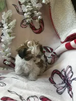 Lily , a female Bichon Frise and Shih Tzu for sale in Green Bay, WI – Photo 2 of 7