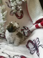 Lily , a female Bichon Frise and Shih Tzu for sale in Green Bay, WI – Photo 3 of 7