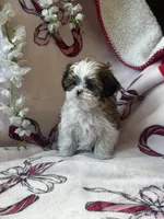 Lily , a female Bichon Frise and Shih Tzu for sale in Green Bay, WI – Photo 7 of 7