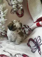 Lily , a female Bichon Frise and Shih Tzu for sale in Green Bay, WI – Photo 1 of 7