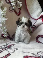 Lily , a female Bichon Frise and Shih Tzu for sale in Green Bay, WI – Photo 6 of 7