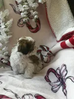 Lily , a female Bichon Frise and Shih Tzu for sale in Green Bay, WI – Photo 5 of 7