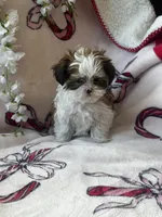 Lily , a female Bichon Frise and Shih Tzu for sale in Green Bay, WI – Photo 4 of 7