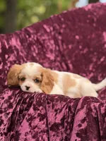 Akc Steve , a male Cavalier King Charles Spaniel for sale in Miami, FL – 4 of 7