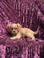 AKC RUBY, a female Cavalier King Charles Spaniel for sale in Miami, FL – 5 of 5