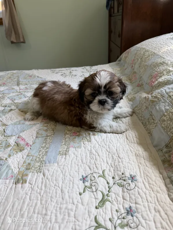AKC Teddy Ready mothers day – Shih Tzu puppy for sale in Manitowoc, WI
