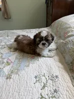 AKC Teddy Ready mothers day, a male Shih Tzu for sale in Manitowoc, WI – 1 of 5