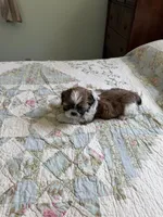 AKC Teddy Ready mothers day, a male Shih Tzu for sale in Manitowoc, WI – 5 of 5