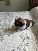 AKC Teddy Ready mothers day, a male Shih Tzu for sale in Manitowoc, WI – 3 of 5