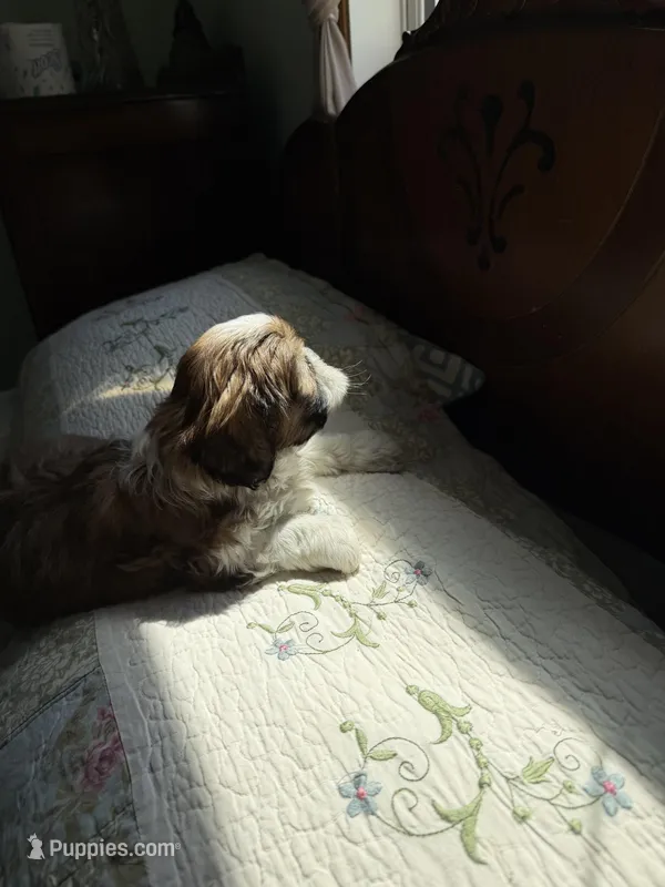 AKC freddy Ready – Shih Tzu puppy for sale in Green Bay, WI