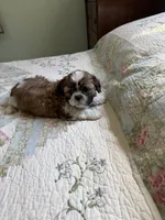 AKC Teddy Ready mothers day, a male Shih Tzu for sale in Manitowoc, WI – 2 of 5
