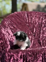 Kitty *toy size, a female Pomeranian and Shih Tzu for sale in Miami, FL – 5 of 6