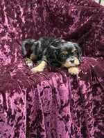 Akc Bella , a female Cavalier King Charles Spaniel for sale in Miami, FL – 5 of 7