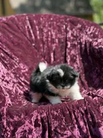 Kitty *toy size, a female Pomeranian and Shih Tzu for sale in Miami, FL – 3 of 6