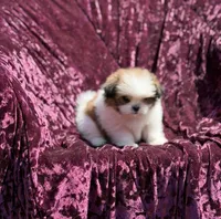 Queen * toy size, a female Pomeranian and Shih Tzu for sale in Miami, FL – 5 of 7