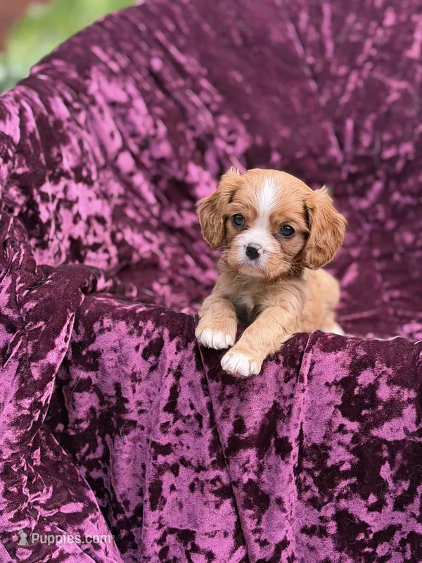 Akc red – Cavalier King Charles Spaniel puppy for sale in Miami, FL
