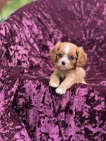 Akc red, a female Cavalier King Charles Spaniel for sale in Miami, FL – 1 of 5