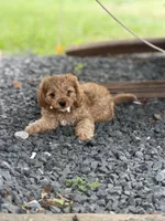 Woody, a male Cavapoo for sale in Conroe, TX – 6 of 6
