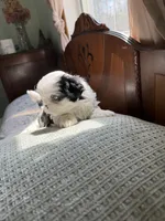 Lily blue eye, a female Shih Tzu for sale in Green Bay, WI – 6 of 8
