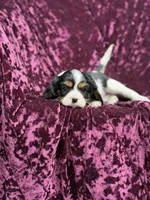 Akc lilly, a female Cavalier King Charles Spaniel for sale in Miami, FL – 6 of 6