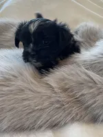 Bella *toy, a female Morkie for sale in Shorewood, WI – Photo 4 of 8