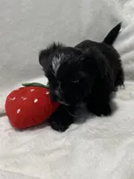 Bella *toy, a female Morkie for sale in Shorewood, WI – Photo 2 of 8