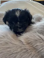 Bella *toy, a female Morkie for sale in Shorewood, WI – Photo 5 of 8