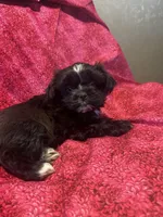 Bella *toy, a female Shih Tzu and Yorkshire Terrier for sale in Sheboygan, WI – Photo 4 of 9