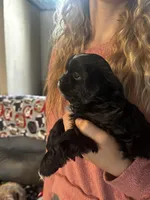 Bella *toy, a female Shih Tzu and Yorkshire Terrier for sale in Sheboygan, WI – Photo 2 of 9