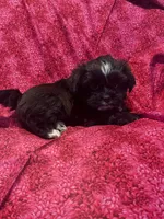 Bella *toy, a female Shih Tzu and Yorkshire Terrier for sale in Sheboygan, WI – Photo 5 of 9
