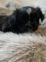 Bella *toy, a female Morkie for sale in Shorewood, WI – Photo 3 of 8
