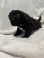 Bella *toy, a female Morkie for sale in Shorewood, WI – Photo 7 of 8