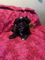 Bella *toy, a female Shih Tzu and Yorkshire Terrier for sale in Sheboygan, WI – Photo 9 of 9