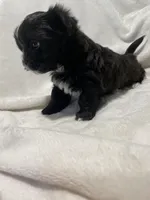 Bella *toy, a female Morkie for sale in Shorewood, WI – Photo 8 of 8