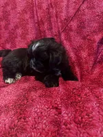 Bella *toy, a female Shih Tzu and Yorkshire Terrier for sale in Sheboygan, WI – Photo 8 of 9