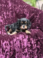 Akc Bella , a female Cavalier King Charles Spaniel for sale in Miami, FL – 7 of 7