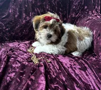 Rex, a male Shichon for sale in Milwaukee, WI – Photo 2 of 5