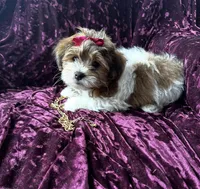 Rex, a male Shichon for sale in Milwaukee, WI – Photo 3 of 5