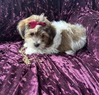 Rex, a male Shichon for sale in Milwaukee, WI – Photo 4 of 5