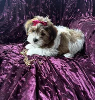 Rex, a male Shichon for sale in Milwaukee, WI – Photo 5 of 5